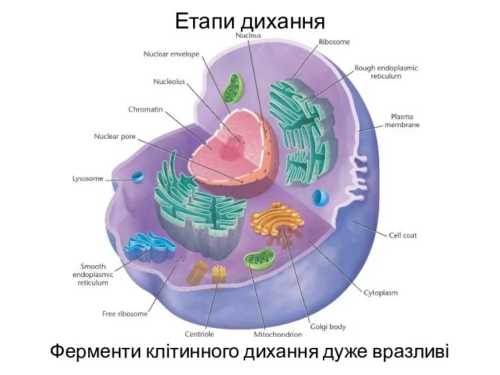 Етапи дихання Ферменти клітинного дихання дуже вразливі