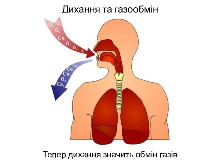Дихання та газообмін Тепер дихання значить обмін газів