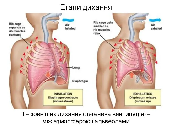 Етапи дихання 1 – зовнішнє дихання (легенева вентиляція) – між атмосферою і альвеолами