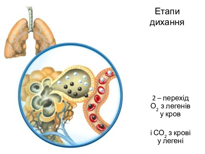 Етапи дихання 2 – перехід О2 з легенів у кров і СО2 з крові у легені