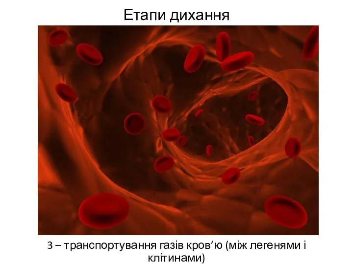 Етапи дихання 3 – транспортування газів кров’ю (між легенями і клітинами)