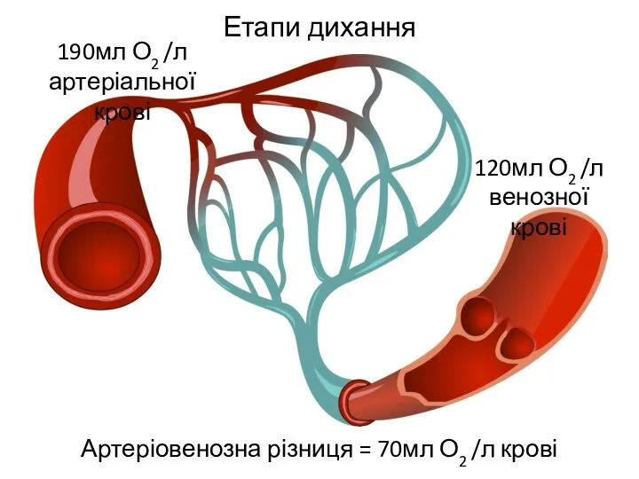 Етапи дихання Артеріовенозна різниця = 70мл О2 /л крові 190мл