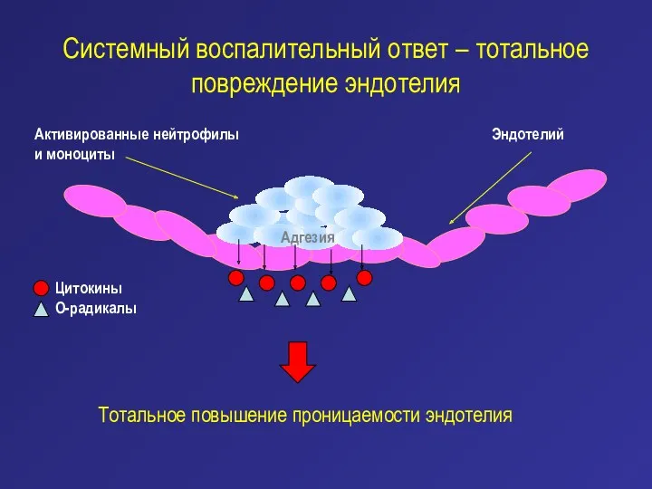 Системный воспалительный ответ – тотальное повреждение эндотелия Активированные нейтрофилы и