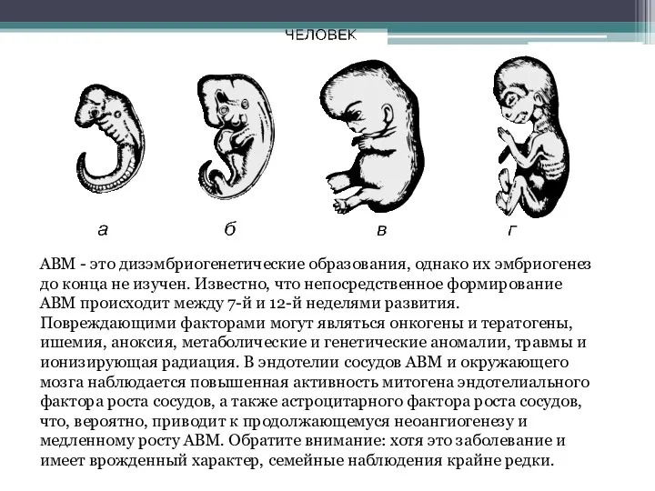 АВМ - это дизэмбриогенетические образования, однако их эмбриогенез до конца не изучен. Известно,