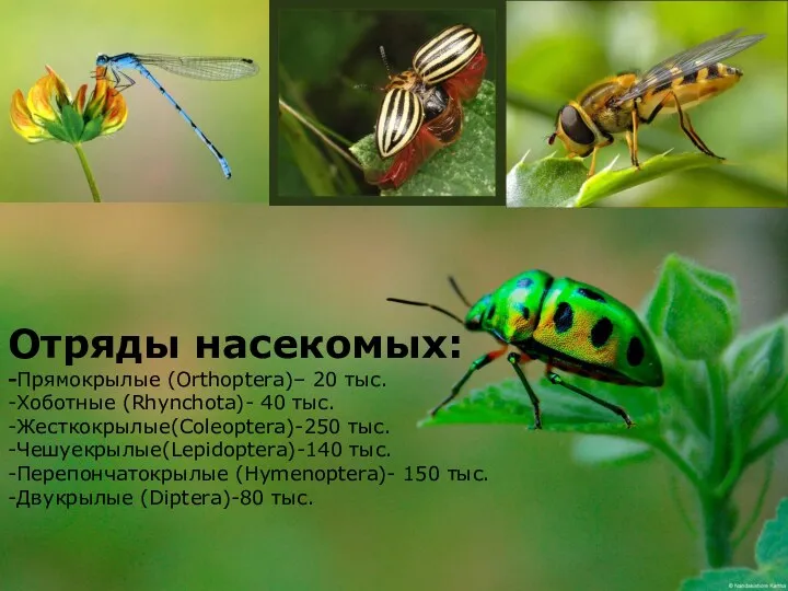 Отряды насекомых: -Прямокрылые (Orthoptera)– 20 тыс. -Хоботные (Rhynchota)- 40 тыс.