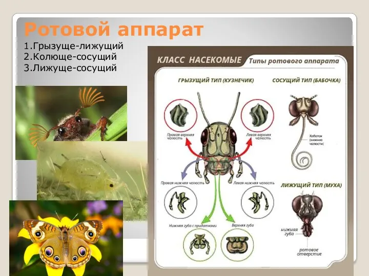 Ротовой аппарат 1.Грызуще-лижущий 2.Колюще-сосущий 3.Лижуще-сосущий