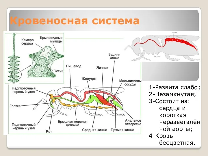 Кровеносная система 1-Развита слабо; 2-Незамкнутая; 3-Состоит из: сердца и короткая неразветвлённой аорты; 4-Кровь бесцветная.