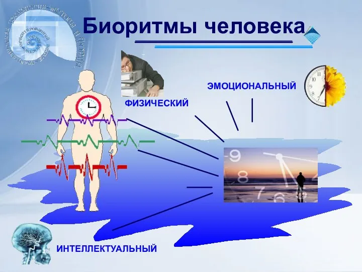 Биоритмы человека ФИЗИЧЕСКИЙ ЭМОЦИОНАЛЬНЫЙ ИНТЕЛЛЕКТУАЛЬНЫЙ