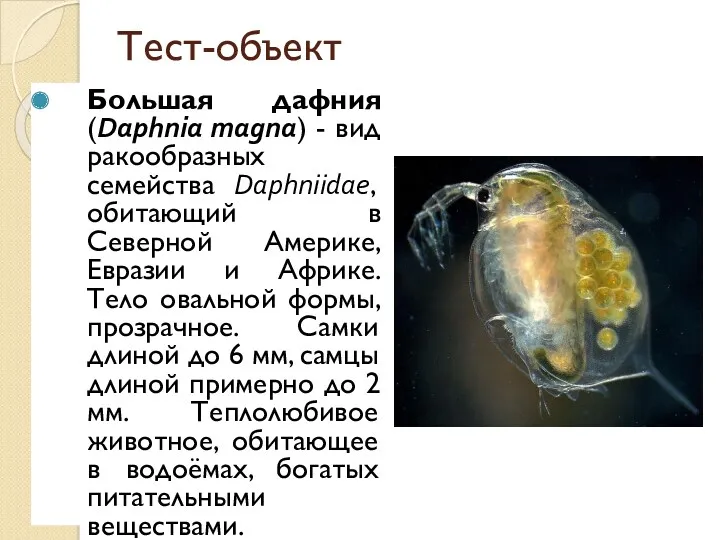 Тест-объект Большая дафния (Daphnia magna) - вид ракообразных семейства Daphniidae, обитающий в Северной