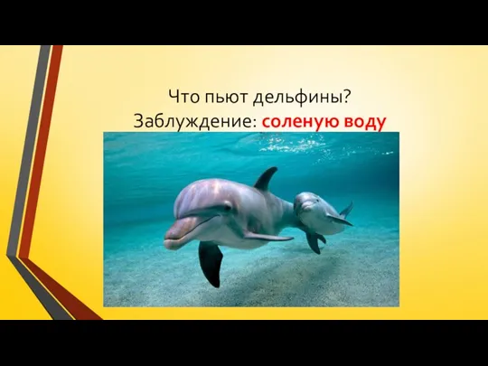 Что пьют дельфины? Заблуждение: соленую воду