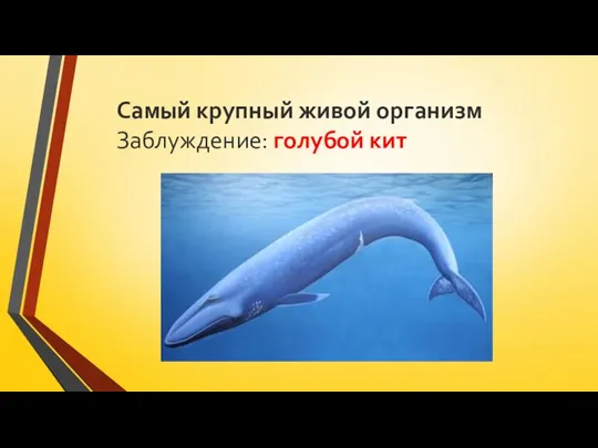 Самый крупный живой организм Заблуждение: голубой кит