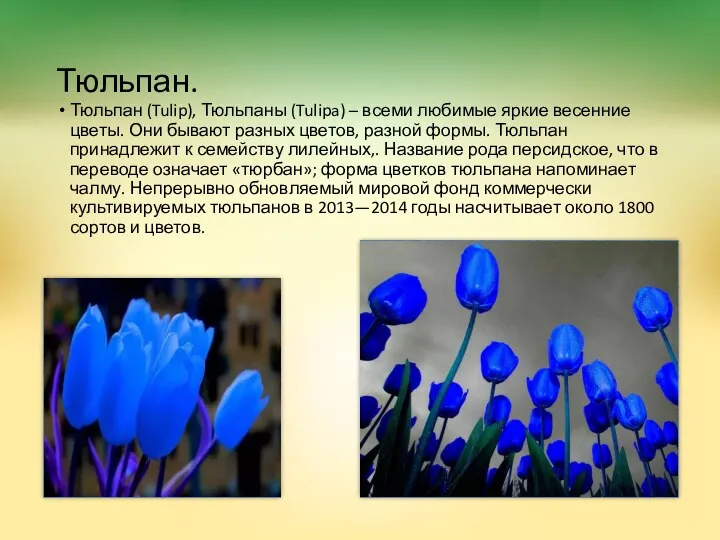 Тюльпан. Тюльпан (Tulip), Тюльпаны (Tulipa) – всеми любимые яркие весенние цветы. Они бывают