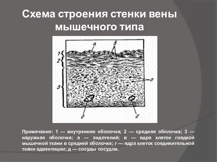 Схема строения стенки вены мышечного типа Примечание: 1 — внутренняя оболочка; 2 —