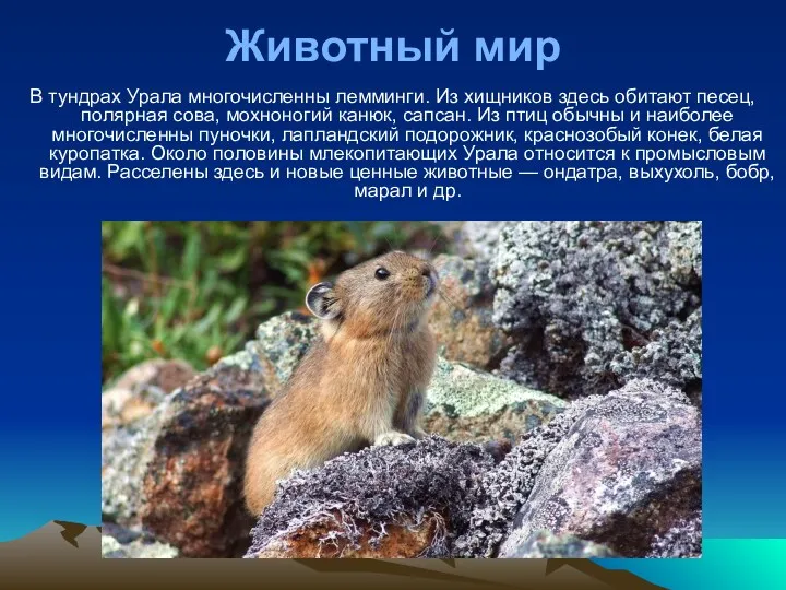 Животный мир В тундрах Урала многочисленны лемминги. Из хищников здесь