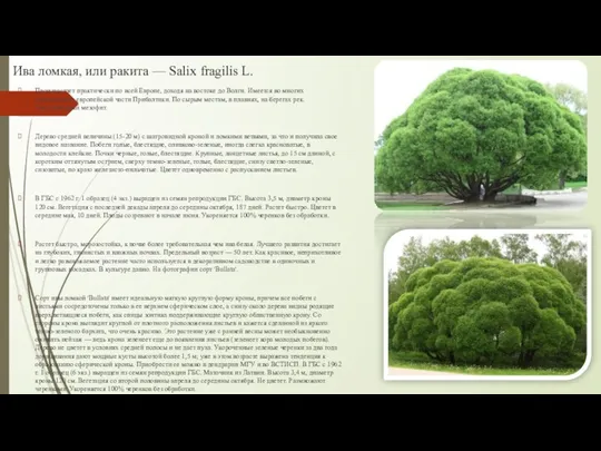 Ива ломкая, или ракита — Salix fragilis L. Произрастает практически по всей Европе,