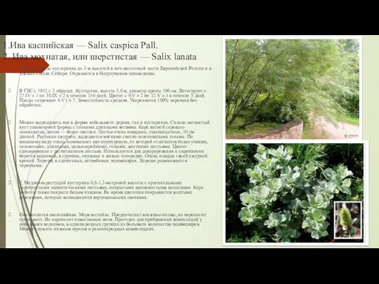 1.Ива каспийская — Salix caspica Pall. 2. Ива мохнатая, или шерстистая — Salix