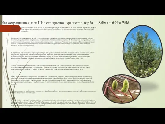 Ива остролистная, или Шелюга красная, краснотал, верба — Salix acutifolia Wild. Встречается по