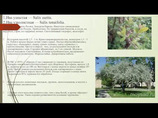 1.Ива ушастая — Salix aurita. 2.Ива узколистная — Salix tenuifolia. 1.Европейская часть России,