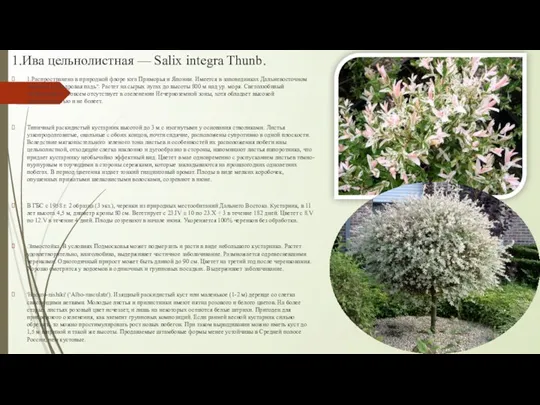 1.Ива цельнолистная — Salix integra Thunb. 1.Распространена в природной флоре юга Приморья и
