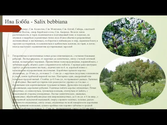 Ива Бэбба - Salix bebbiana Европа (север), Сев. Казахстан, Сев. Монголия, Сев. Китай,