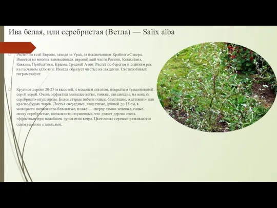 Ива белая, или серебристая (Ветла) — Salix alba Растет по всей Европе, заходя