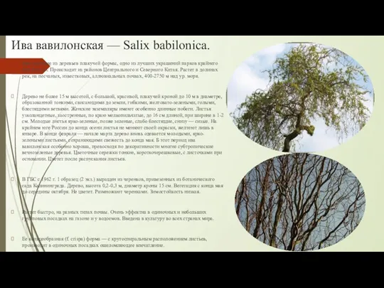 Ива вавилонская — Salix babilonica. Красивейшее из деревьев плакучей формы, одно из лучших