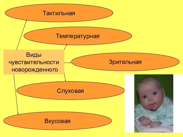 Виды чувствительности новорожденного Тактильная Зрительная Вкусовая Слуховая Температурная