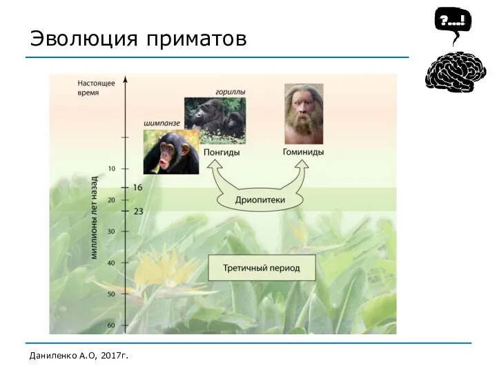 Эволюция приматов Даниленко А.О, 2017г.