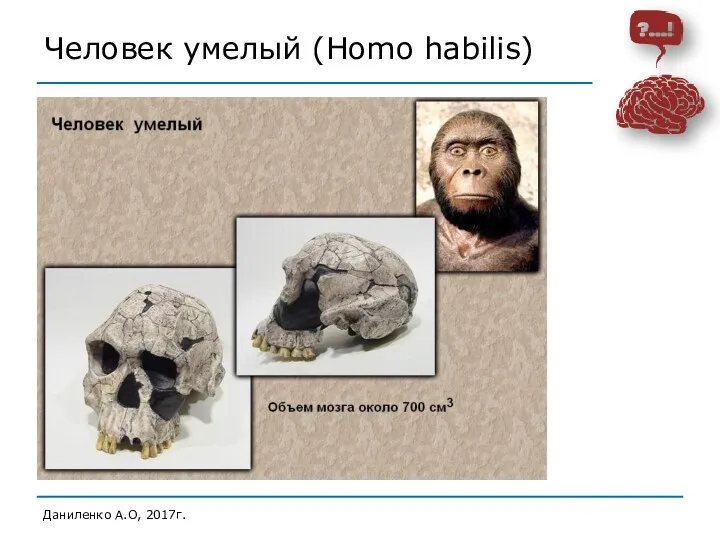 Человек умелый (Homo habilis) Даниленко А.О, 2017г.