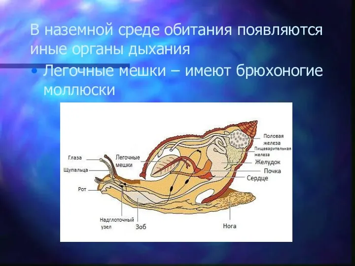 В наземной среде обитания появляются иные органы дыхания Легочные мешки – имеют брюхоногие моллюски