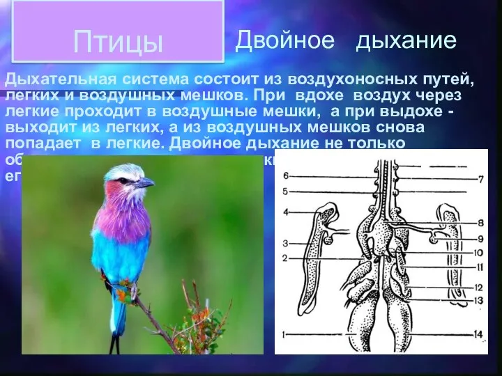 Птицы Дыхательная система состоит из воздухоносных путей, легких и воздушных