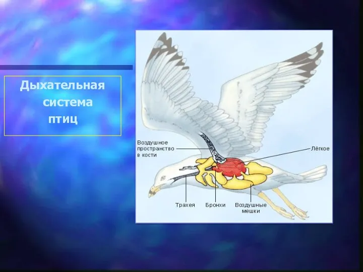 Дыхательная система птиц