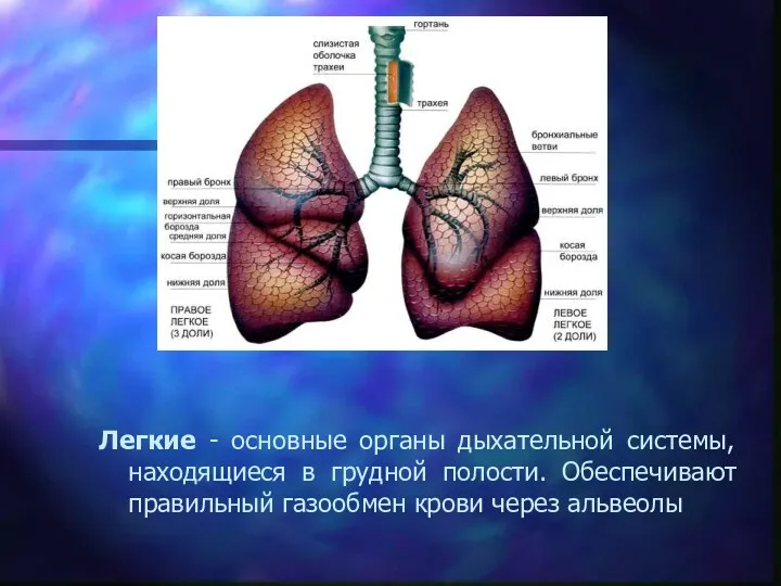 Легкие - основные органы дыхательной системы, находящиеся в грудной полости. Обеспечивают правильный газообмен крови через альвеолы