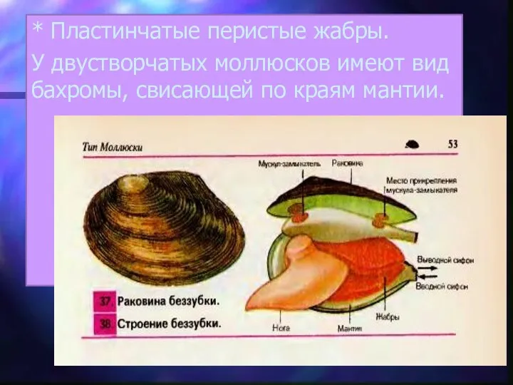 * Пластинчатые перистые жабры. У двустворчатых моллюсков имеют вид бахромы, свисающей по краям мантии.