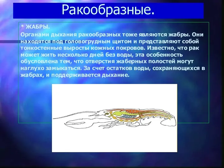 Ракообразные. * ЖАБРЫ. Органами дыхания ракообразных тоже являются жабры. Они