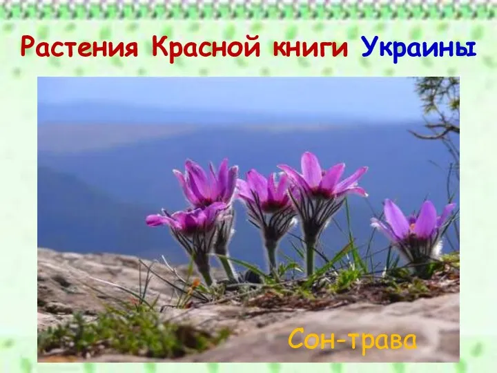 Растения Красной книги Украины Сон-трава