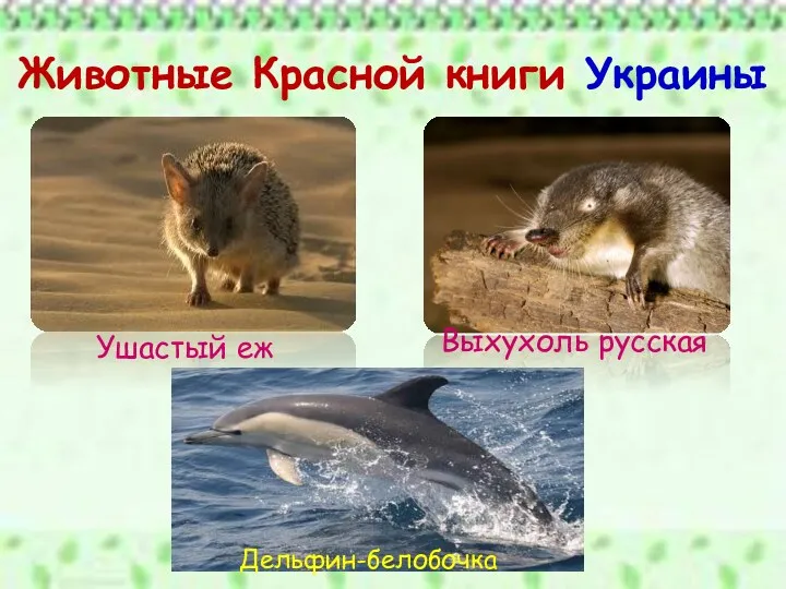 Животные Красной книги Украины Ушастый еж Выхухоль русская Дельфин-белобочка