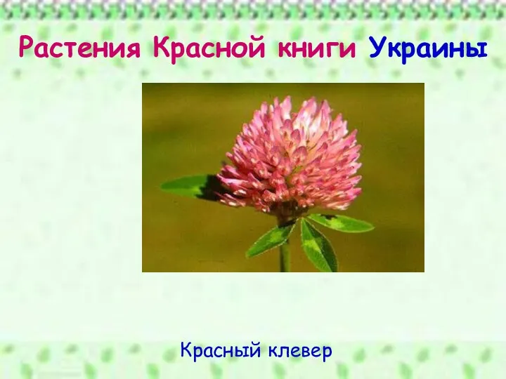 Растения Красной книги Украины Красный клевер