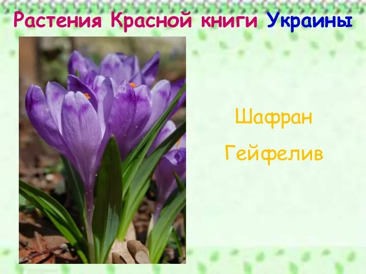 Растения Красной книги Украины Шафран Гейфелив