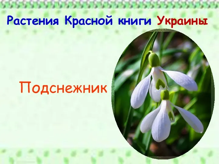 Растения Красной книги Украины Подснежник
