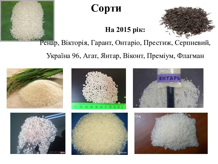 Сорти На 2015 рік: Ренар, Вікторія, Гарант, Онтаріо, Престиж, Серпневий,