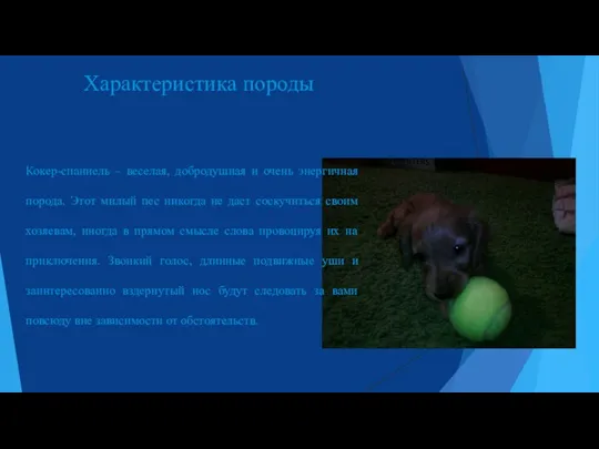 Характеристика породы Кокер-спаниель – веселая, добродушная и очень энергичная порода.