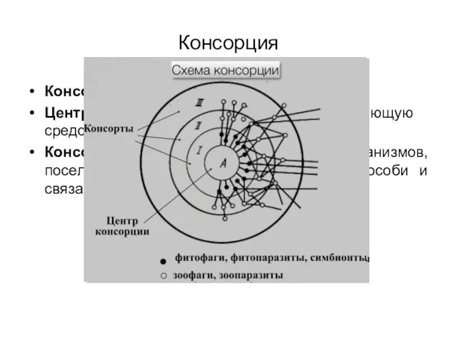 Консорция Консорция – основная единица экосистемы. Центр консорции - отдельную