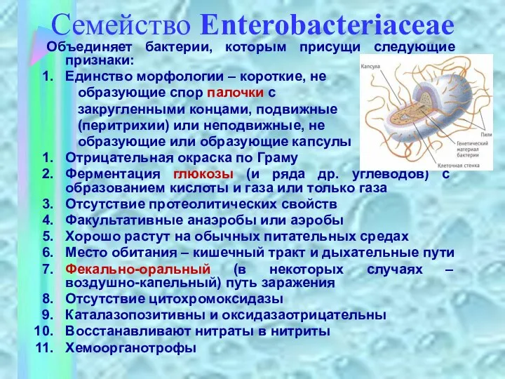 Семейство Enterobacteriaceae Объединяет бактерии, которым присущи следующие признаки: Единство морфологии