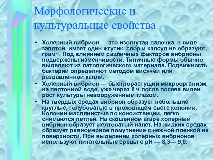 Морфологические и культуральные свойства Холерный вибрион — это изогнутая палочка,