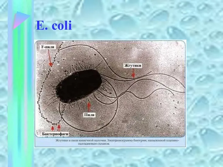 E. coli