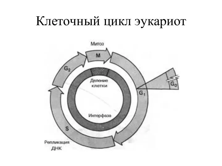 Клеточный цикл эукариот