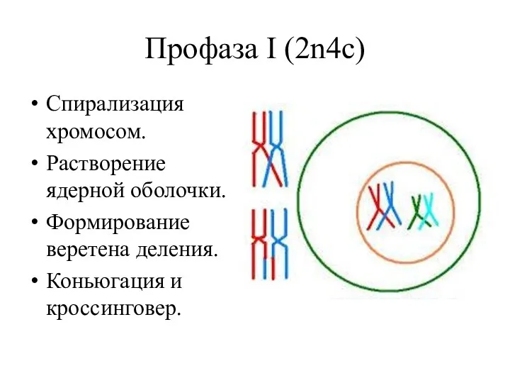 Профаза I (2n4c) Спирализация хромосом. Растворение ядерной оболочки. Формирование веретена деления. Коньюгация и кроссинговер.