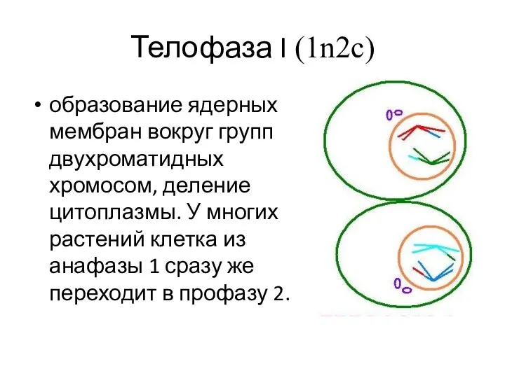 Телофаза I (1n2c) образование ядерных мембран вокруг групп двухроматидных хромосом,