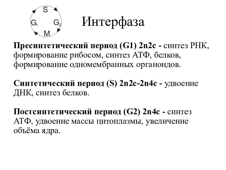 Интерфаза Пресинтетический период (G1) 2n2c - синтез РНК, формирование рибосом,